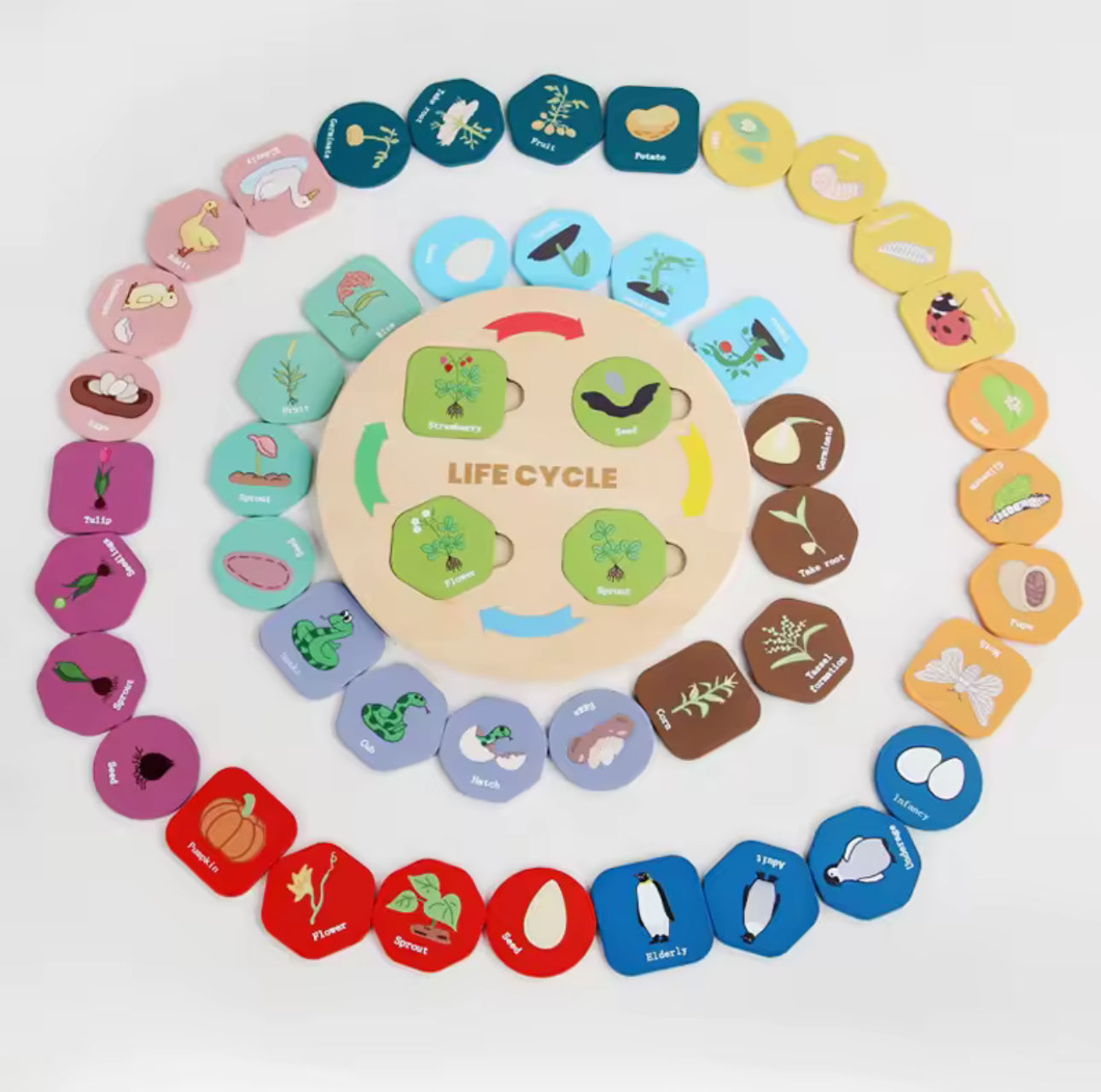 Montessori életciklusok biológia oktató fa játék