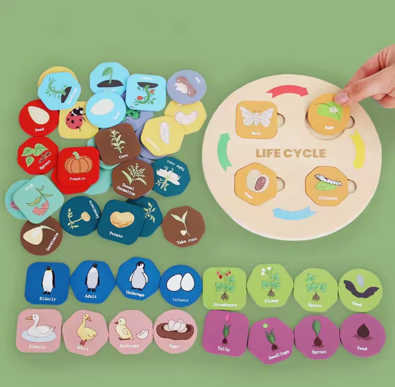 Montessori életciklusok biológia oktató fa játék