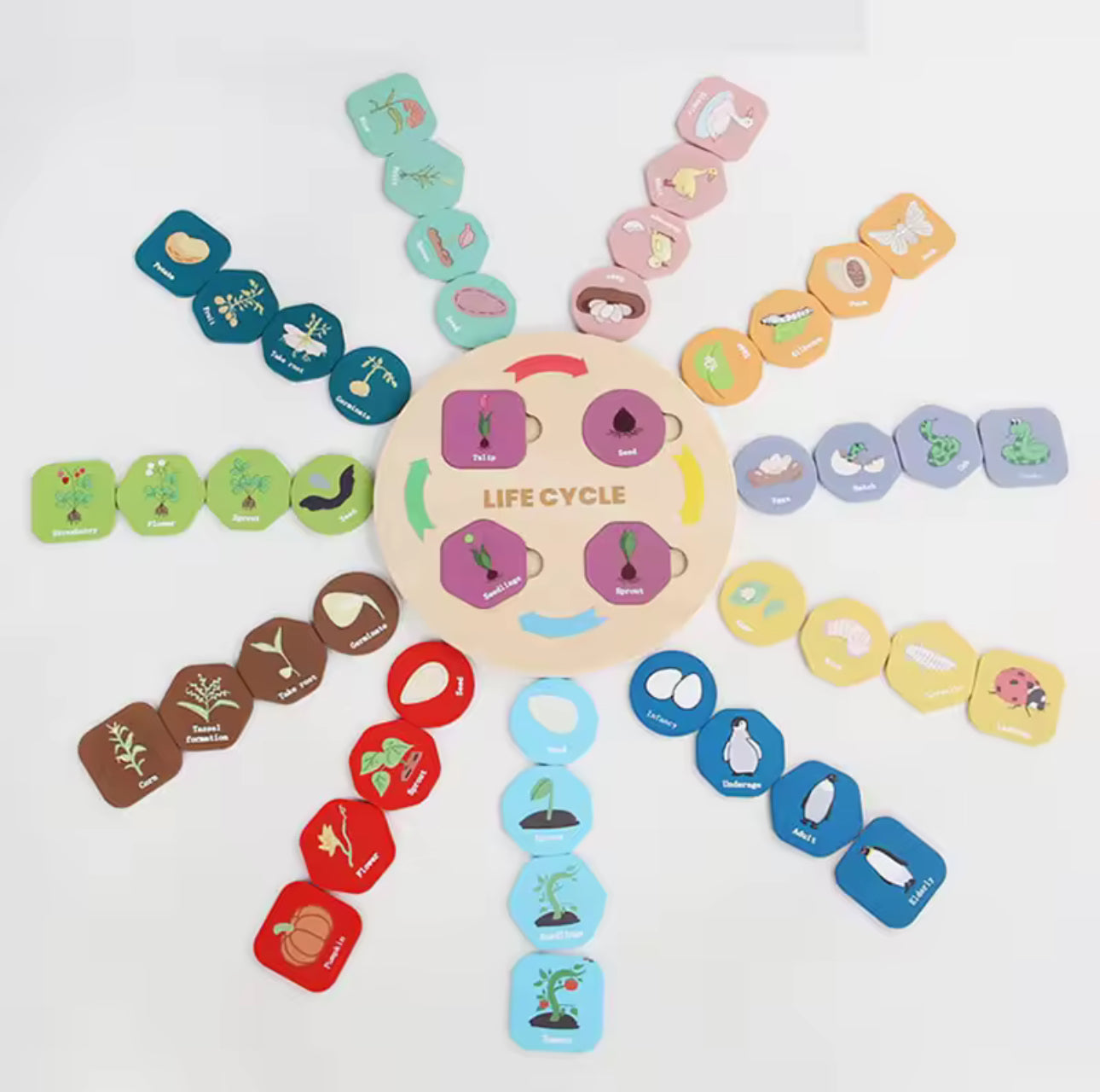 Montessori életciklusok biológia oktató fa játék