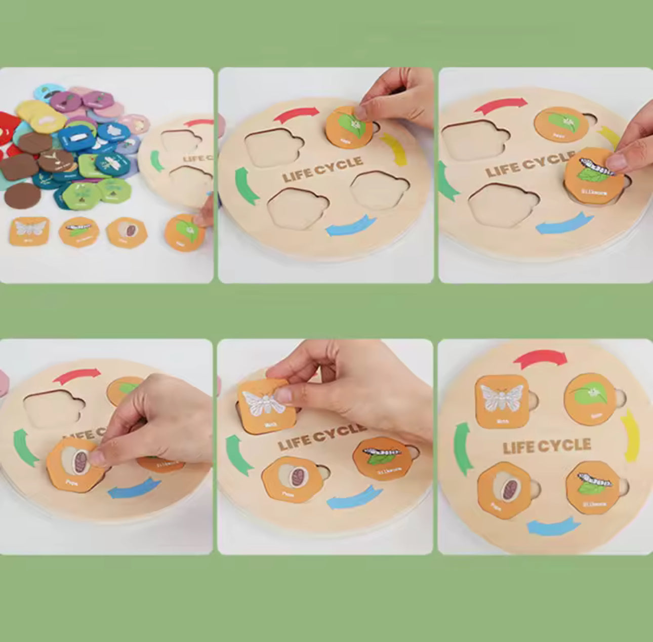 Montessori életciklusok biológia oktató fa játék