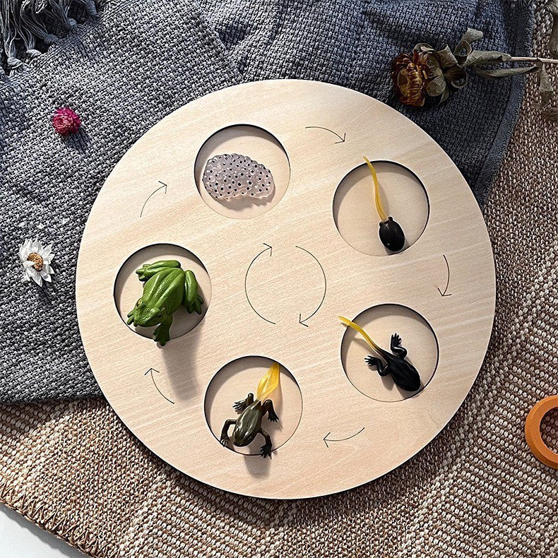 Életciklus fa játék (Lepke, Méh, Béka, Csirke)