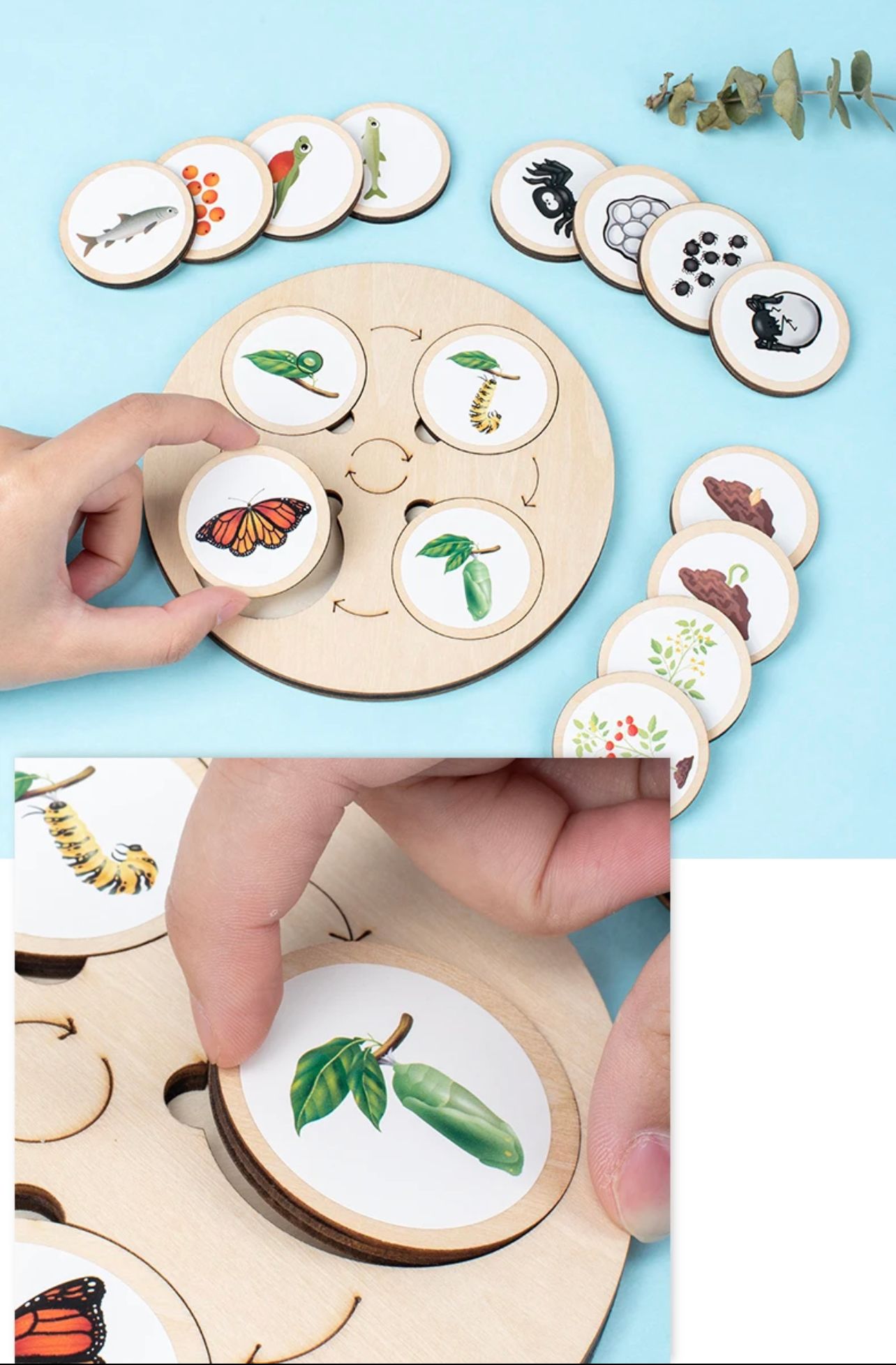 Montessori életciklusok biológia oktató játék