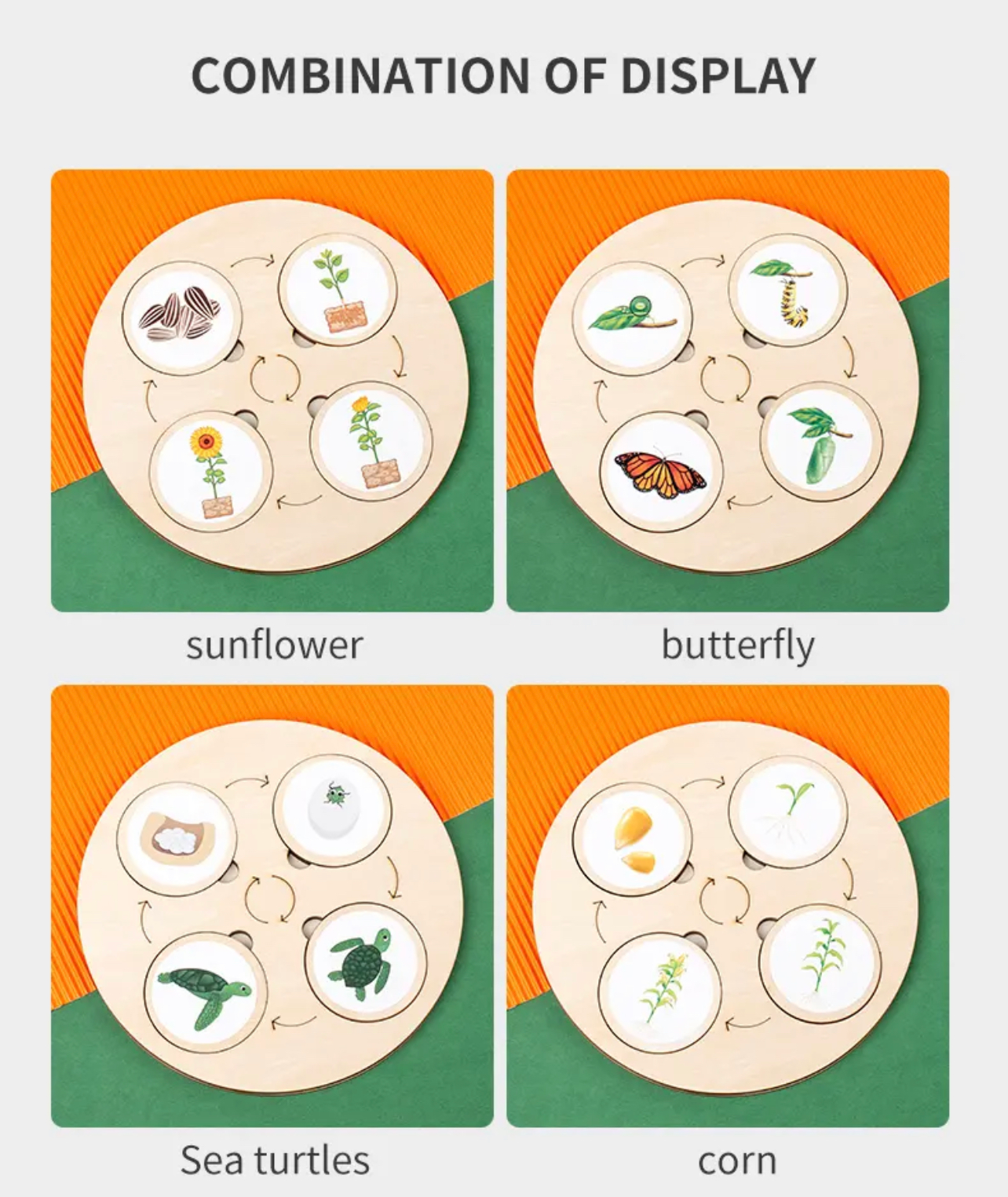 Montessori életciklusok biológia oktató játék